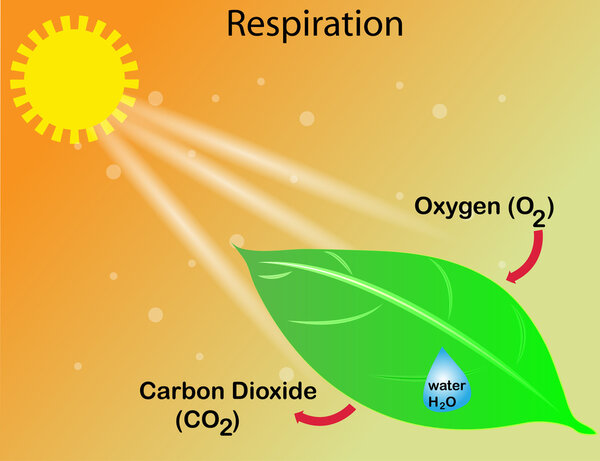  Respiration of a plant