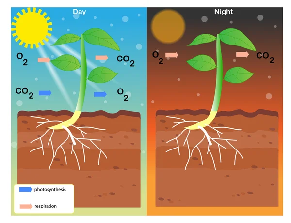 Photosynthese und Atmungsvektordesign — Stockvektor