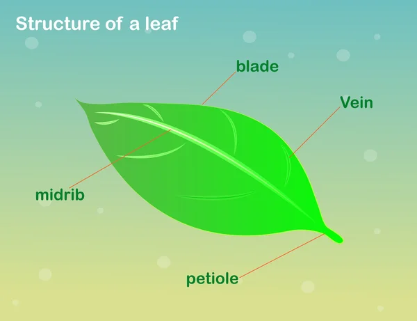 Struktur dari sebuah daun - Stok Vektor