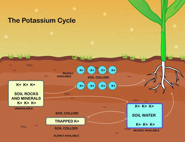 El vector del ciclo del potasio — Vector de stock