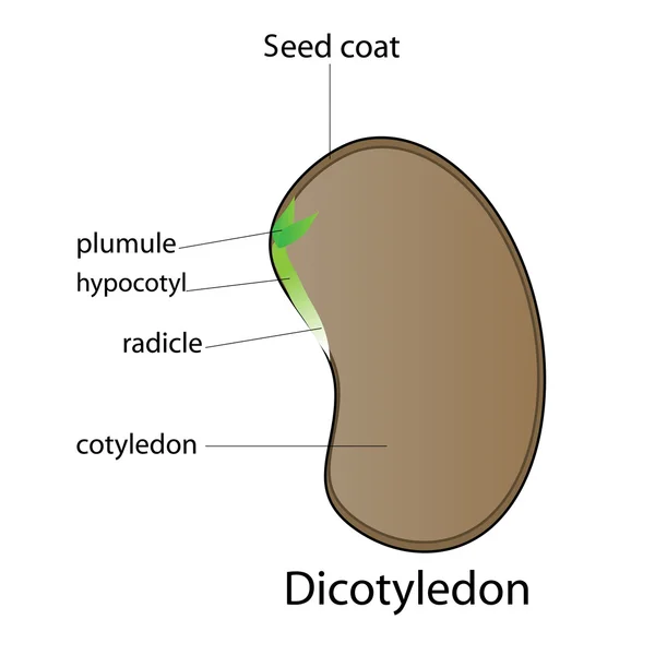 Diseño de vectores de plantas de semillas Gráficos Vectoriales