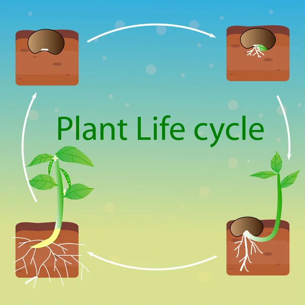 Diseño del vector del ciclo de vida vegetal Vector De Stock