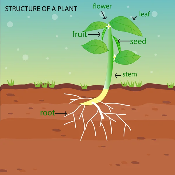 ESTRUCTURA DE UNA PLANTA Ilustración De Stock