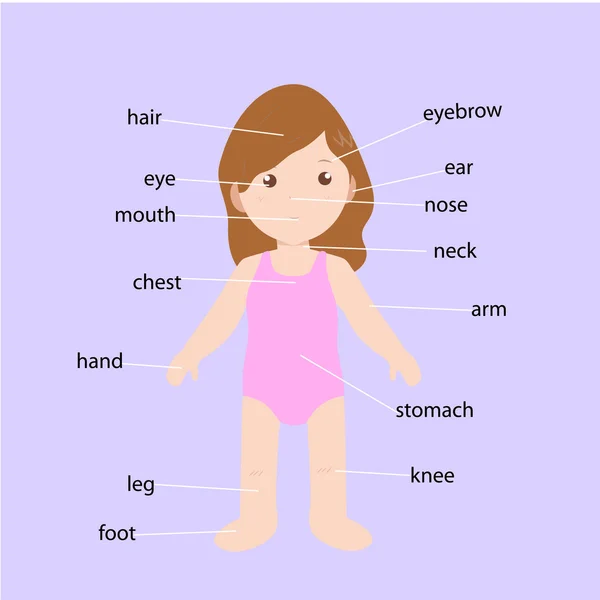 Desenho do vetor de anatomia infantil —  Vetores de Stock