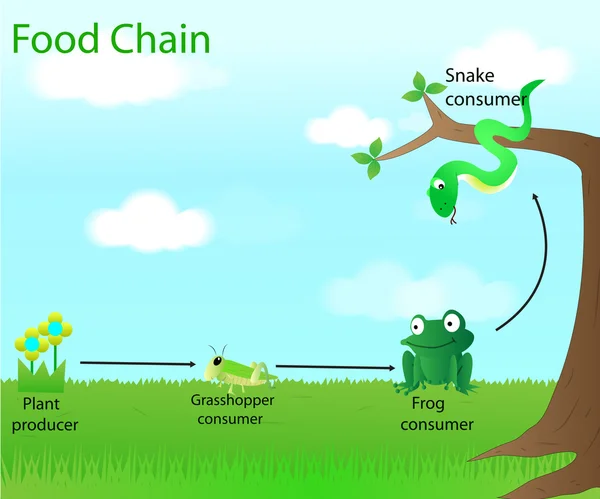 Vector de cadena alimentaria Vectores De Stock Sin Royalties Gratis