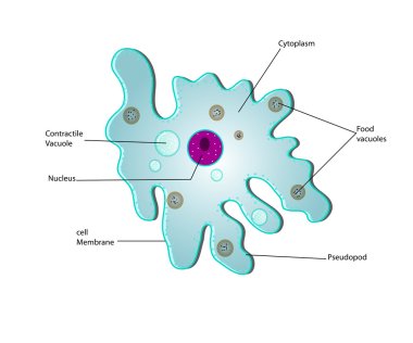 anatomy of a amoeba clipart