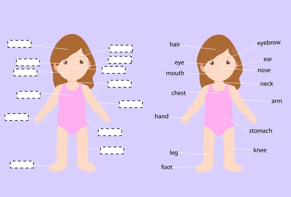 Bonito criança anatomia vetor —  Vetores de Stock