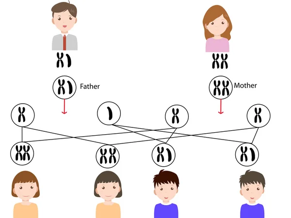 Système de détermination du sexe — Image vectorielle