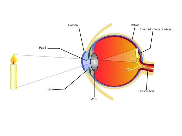 Oog visie vector — Stockvector