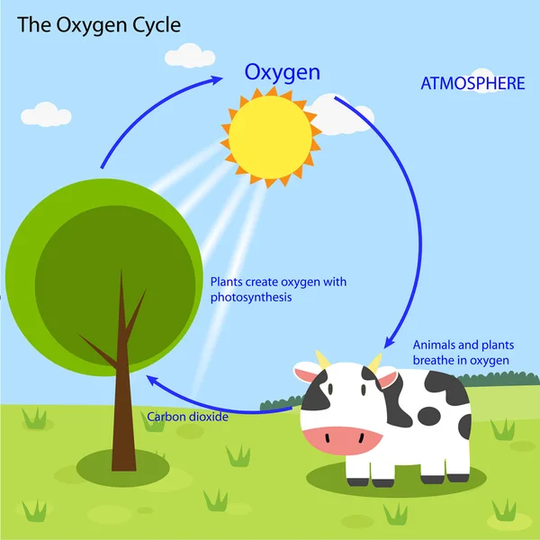 Oxygen Cycle vector — Stock Vector