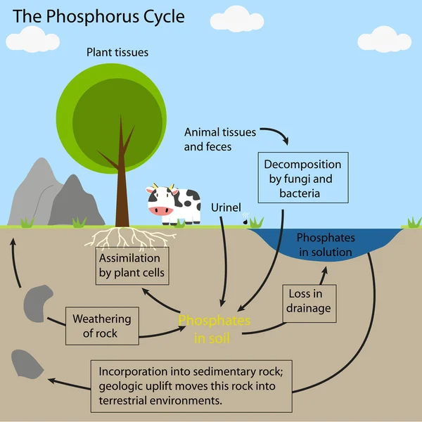 Der Phosphorkreislauf — Stockvektor