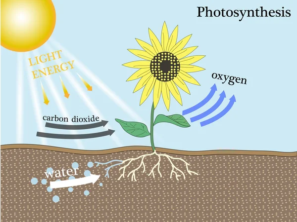 Photosynthesis vetor design — Stock Vector