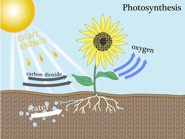 photosynthesis vetor design