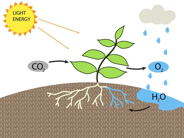 Photosynthesis vetor design — Stock Vector