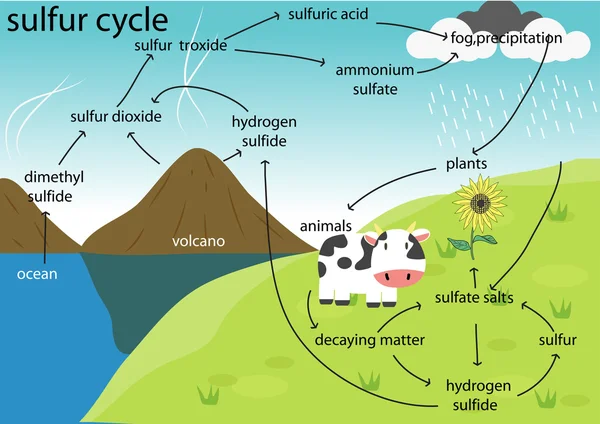 The sulfur cycle — Stock Vector