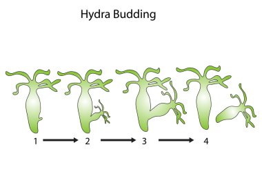 Hydra tomurcuklanma vektör