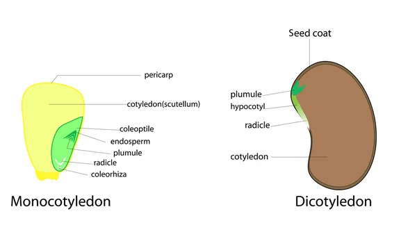 Planta de semillas vector — Vector de stock