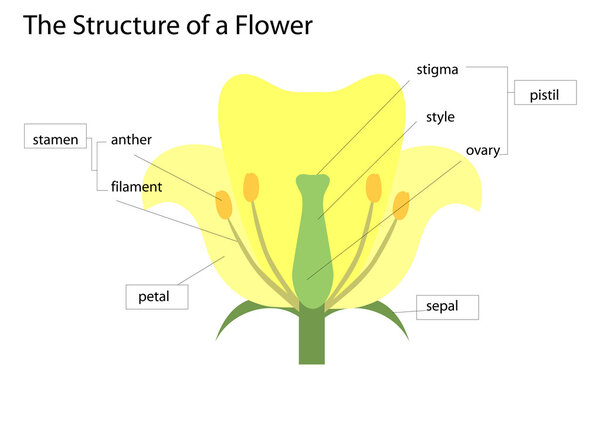 структура цветка
