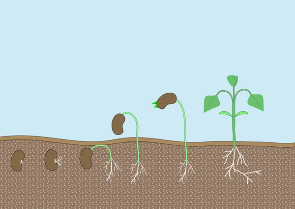 Vetor de plantas de sementes —  Vetores de Stock