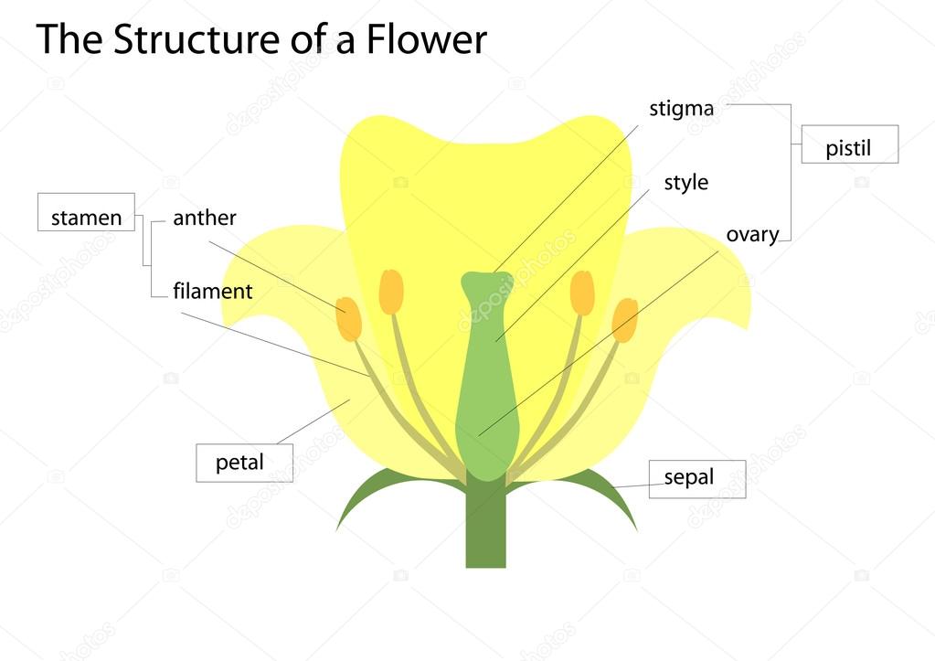 the structure of a flower