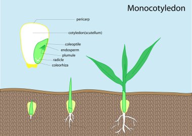 Seed plant vector clipart