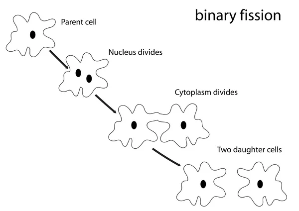 binary fission deutsch binary option trader millionaire