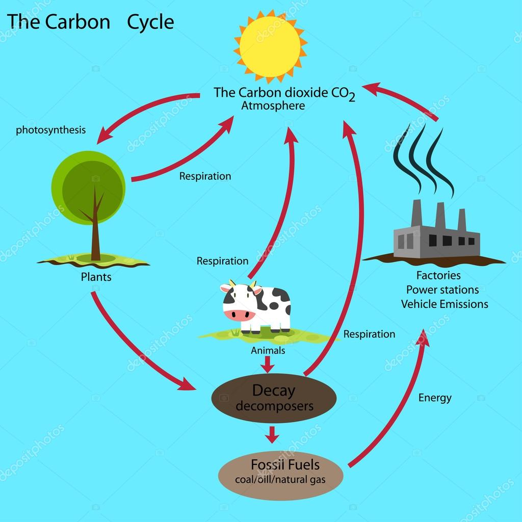 Resultado de imagen para ciclo del carbono