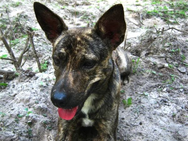 Perro animal y naturaleza backdround — Foto de Stock