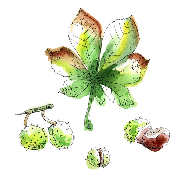 白を基調とした水彩栗の葉やナッツ 手描き水彩画 — ストック写真