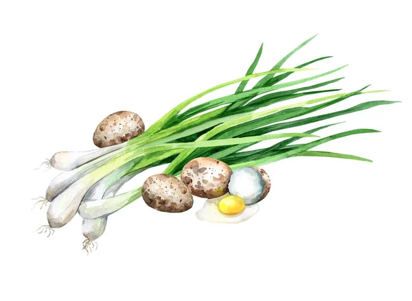 Quail Eggs Green Onions Illustration Isolated White Background — Stock Photo, Image