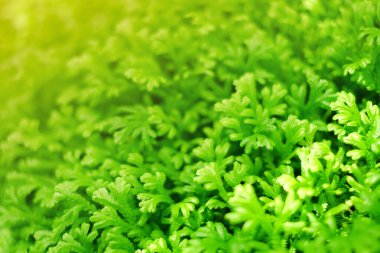 Doğal bahçedeki güzel yeşil yosun eğreltiotu. Yakın çekim görünümü.