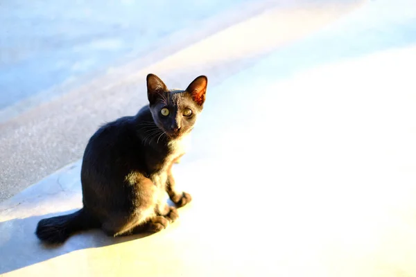 Gato Preto Sombra Sol — Fotografia de Stock