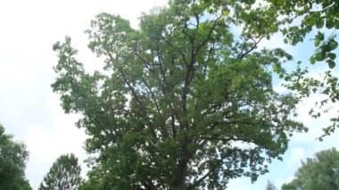 Yaz gününde güzel bir meşe ağacı