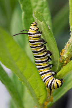 Monarch Caterpillar Feeding on Milkweed
