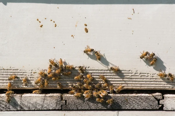 Pszczoła Bee Hive Box — Zdjęcie stockowe