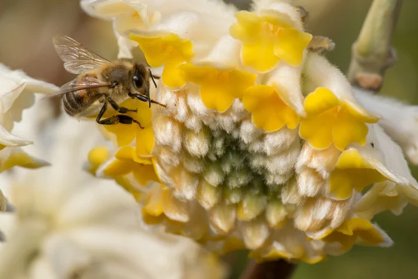 Abeille à miel sur fleur — Photo