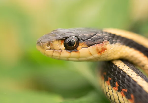 Підв'язкова змія крупним планом — стокове фото