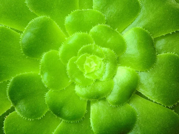 aeonium ağaç, yeşil yaprak