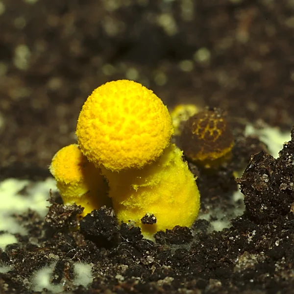 Sarı mantar ve miselyum — Stok fotoğraf