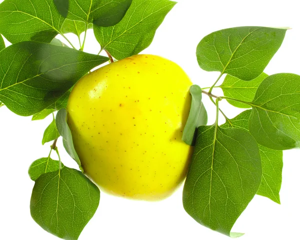 Maçã folhas amarelas e verdes maduras — Fotografia de Stock