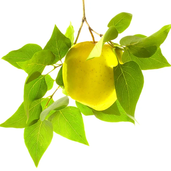 Olgun sarı elma yeşil yaprakları ile dal — Stok fotoğraf