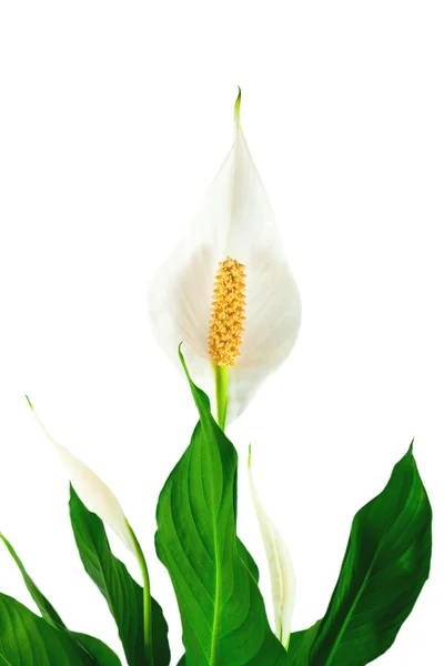 çiçek spatifilyum, arka plan