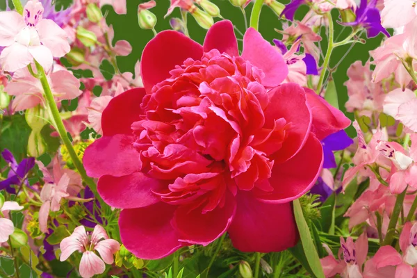 kır çiçekleri ve Şakayık