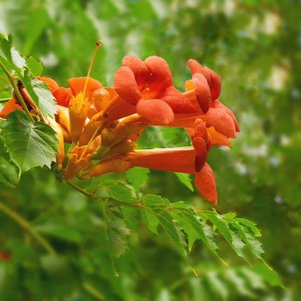 Flores rojas, Campsis — Foto de Stock