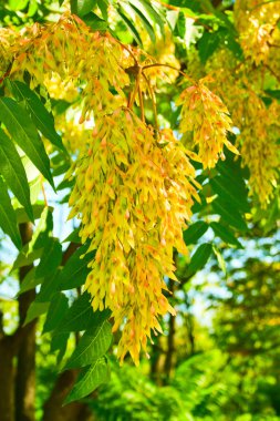 ailanthus tohumları