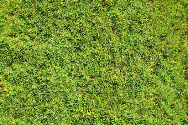 Pianta di conifera, consistenza — Foto Stock