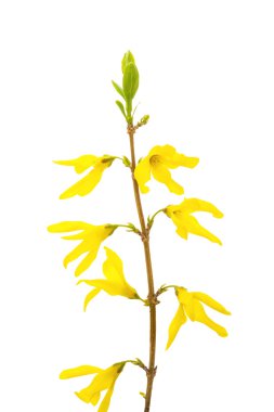 Çiçek hor çiçeği