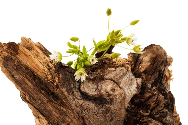 Blossoming tree stump — Stock Photo, Image