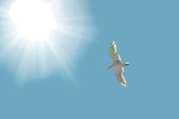 Seagull and sun — Stock Photo, Image