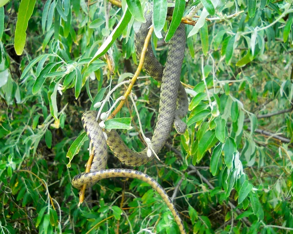Egy fa kígyó나무에 뱀 — Stock Fotó